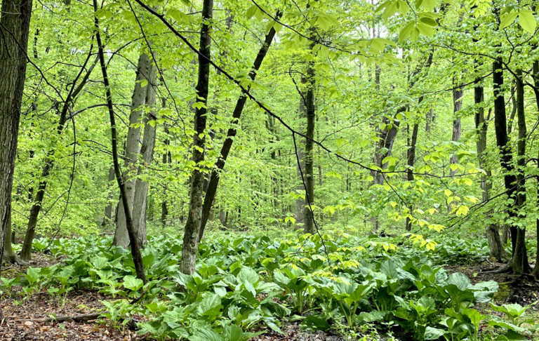 FoHVOS preserves 28 acres in Hopewell Valley