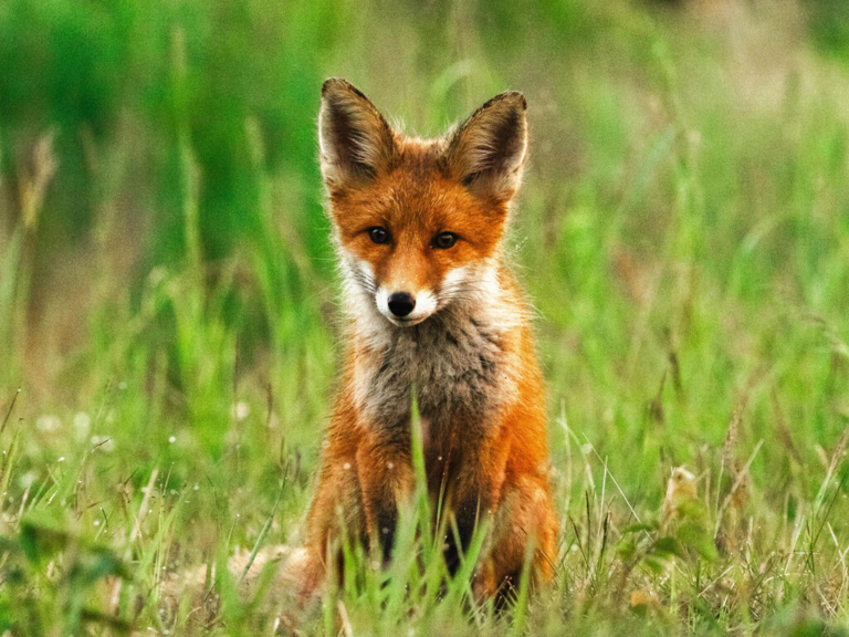 Rabid fox found in Hopewell Township near Elm Ridge Road