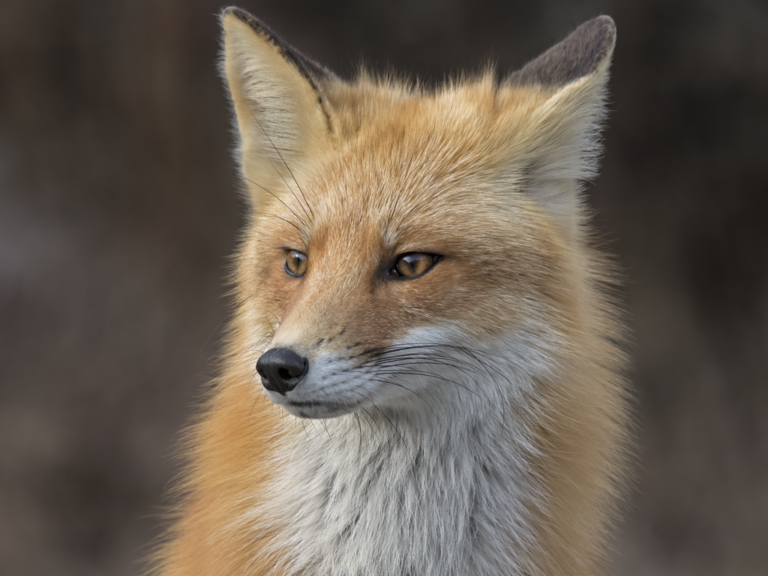 Rabid fox prompts warning from Ewing health officials