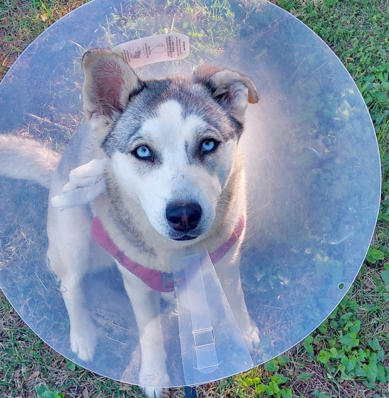 Complex Simplicity: Lessons from a recently spayed pet